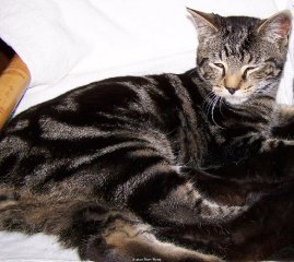 lost-cat-hoyce