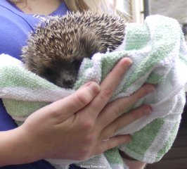 one-of-pats-hedgehogs