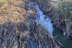 Barbky-Brook-Meadow-Lane-close-up-of-vegetation-in-Brook