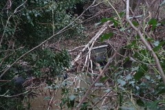 Overgrown-Vegetation-in-the-Barkby-Brook-near-College-Rd
