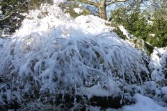 Buddleia-in-the-snow-scaled