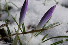 Crocus-in-the-snow